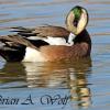 Widgeon Preening