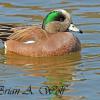 Widgeon III