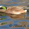 Widgeon IV