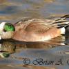 Widgeon 5