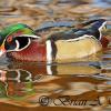 Wood Duck II