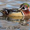 Wood Duck I