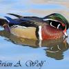 Wood Duck III