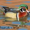 Wood Duck IV