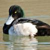 Scaup drake