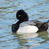 Scaup Drake