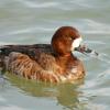 Scaup Female