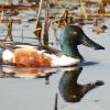 Shoveler Drake