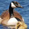 Canada Goose and Gosling