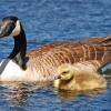 Canada Goose and Gosling