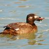 White Wing Scooter - Female