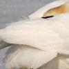 Hiding Mute Swan