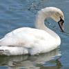 Immature Mute Swan