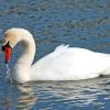 Mute Swan