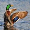 Drake Mallard Stretching