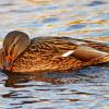 Mallard Hen