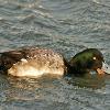 Lesser Scaup Eating Zebra Mussel