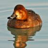 Redhead Hen