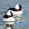 Buffleheads