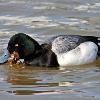 Zebra Mussels for Lunch - Lesser Scaup Drake