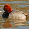 Redhead Drake - Kenosha Harbor