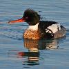 Red Breasted Merganser