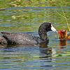 Coot Feeding Chick