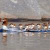 Merganser and Chicks - Island Lake, Ontario, Canada