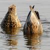 Feeding Gadwalls - Horicon Marsh 