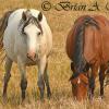 Wild Horses - TRNP