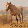 Wild Horse - TRNP