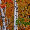 Autumn Birches At Rib Mountain