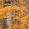 Maples and Birch Tree