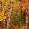 Windblown Maples