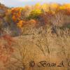 Cornfield Decorations