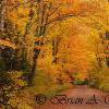 Shady Lane