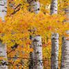 Yellow Maples and Birch