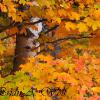 Birch Tree Peeking Through