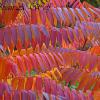 Autumn Sumac