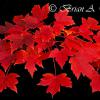 Red Maple Leaves