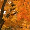 Cemetery Maples