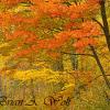 Orange Maple - Oneida County