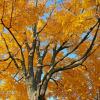 Colorful Canopy