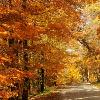 Road Through Kettle Moraine State Forest