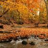 Leaf Jam On The Pike River - Kenosha