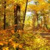 Northern Highlands State Forest with Road