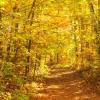 Road Through Northern Highlands State Forest