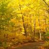 Colorful Road - Northern Highlands State Forest