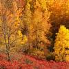 Colors of the Kettle Moraine Forest