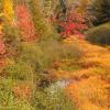 Colorful Creek